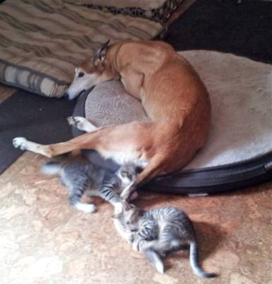 foster269502_10200260595813191_1788137809_n